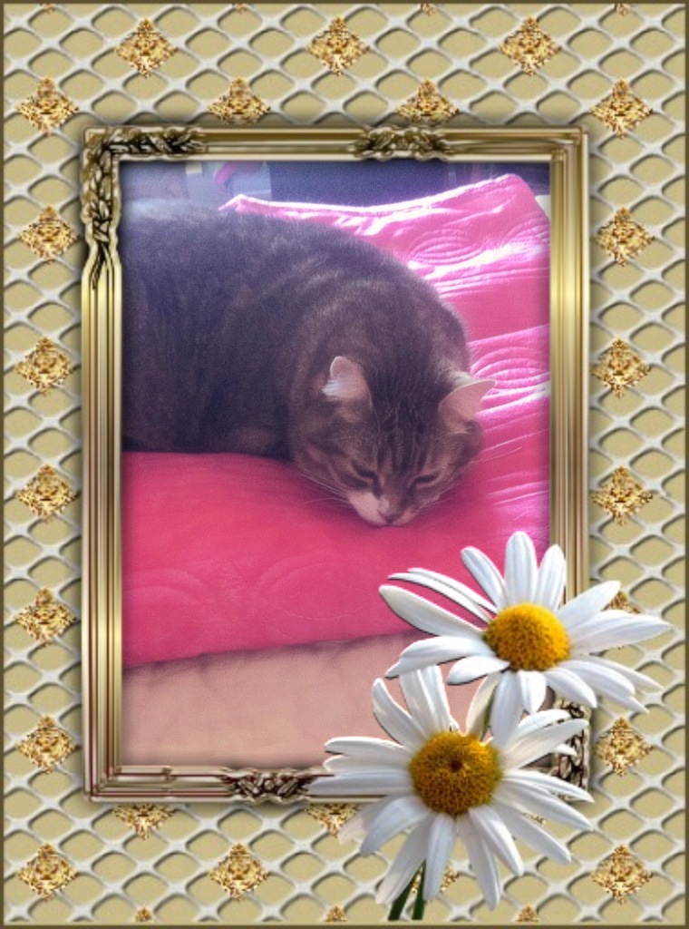 le chat la belette